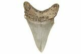 Serrated Angustidens Tooth - Megalodon Ancestor #269960-1